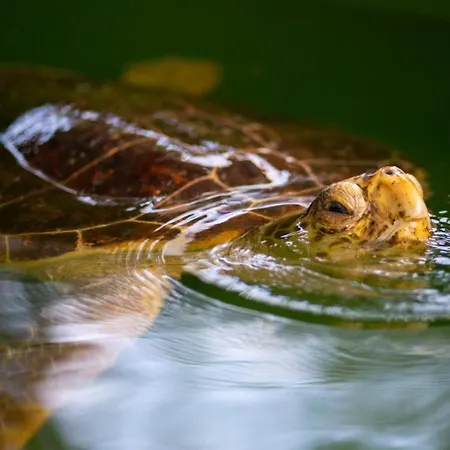 펜션 Asli Paradise