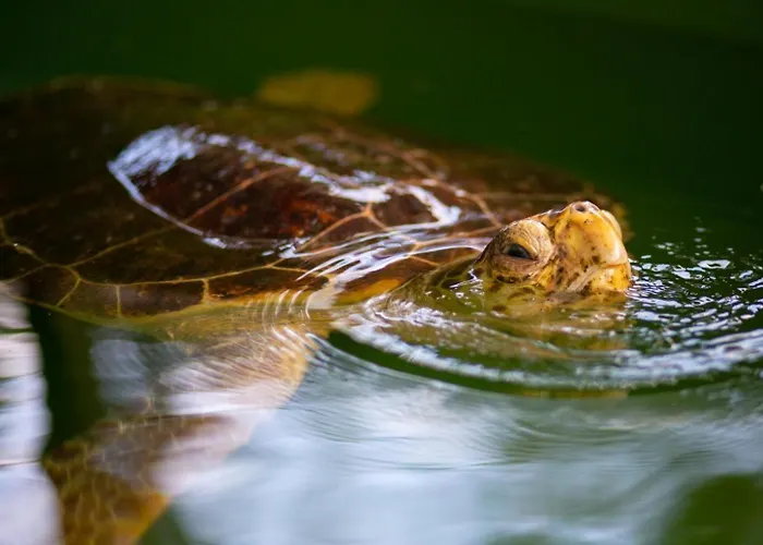 Vakantiehuis Asli Paradise